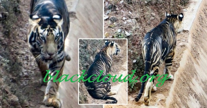 Penemuan Harimau Hitam Menjadi Peristiwa Besar 2020 di India
